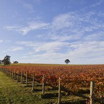 Melbourne’s newest vineyard, Five, coming soon to Mernda!
