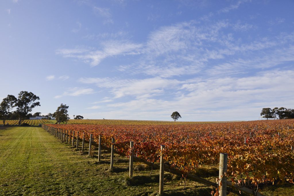 photo showing grape vines with orange brown leaves in autumn