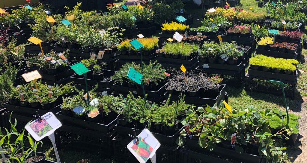 image showing plant seedlings lined up in trays for sale