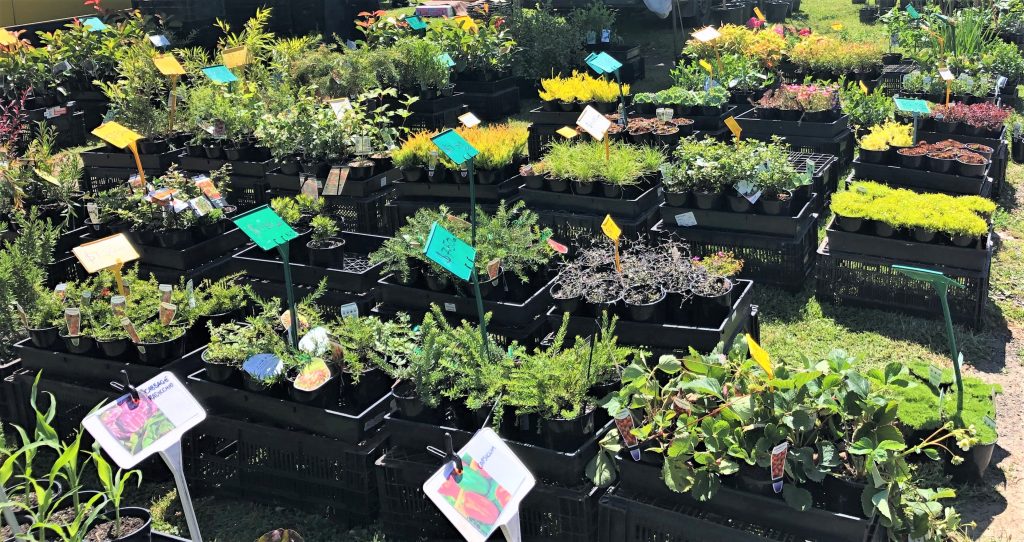 plant seedlings lined up in trays for sale