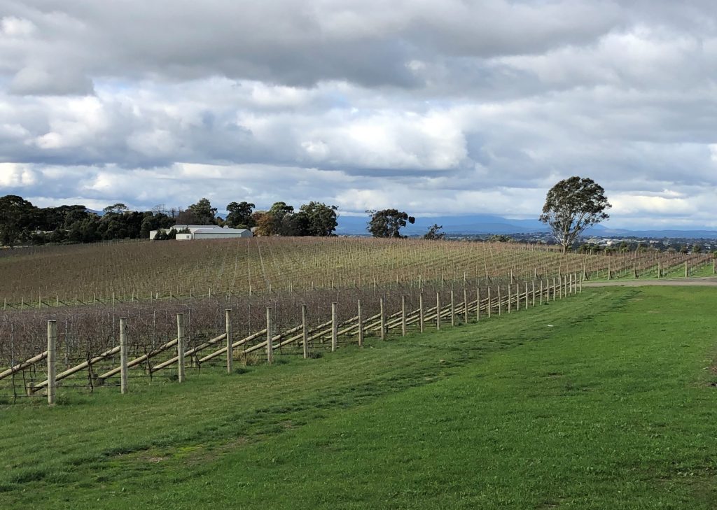 image showing a view across vines in winter to the distant Dandenong mountains.