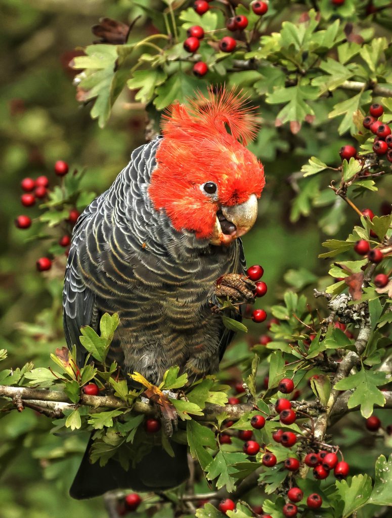 image of Gang Gang Cockatoo feeding on red berries in a bush