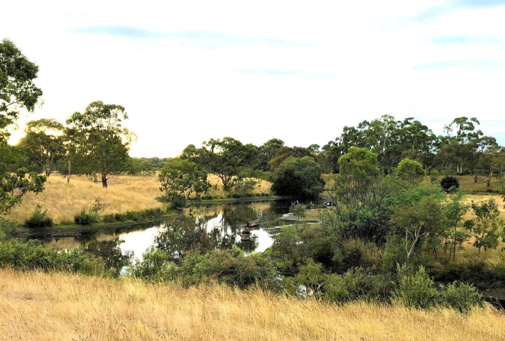 image of wetlands at Hawkestowe